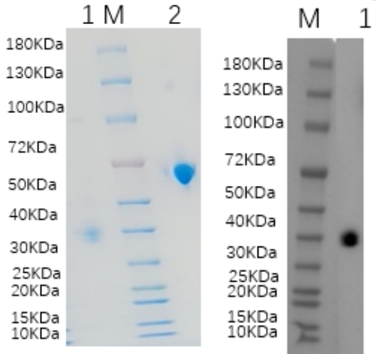 Reducing 4%-20% SDS-PAGE (CBB stained) and WB (Anti-His Mouse Monoclonal antibody) analysis profiles of purified C1QTNF9.
1. C1QTNF9: 1 μg
2. BSA: 1 μg